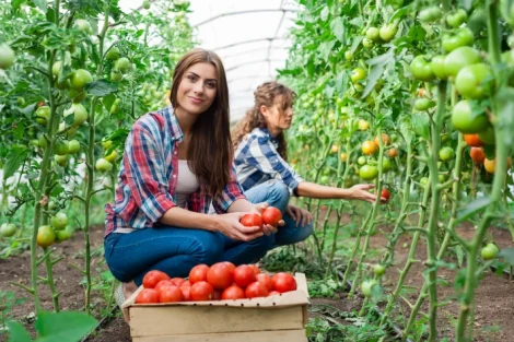 Curso Práctico SEA: Sistema Especial Agrario | EFISCO